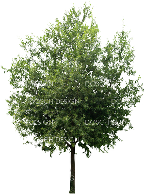 Dosch Design Dosch Images Freigestellte Bilder Baume Und Pflanzen