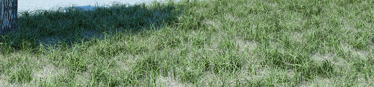 DOSCH 3D Grass