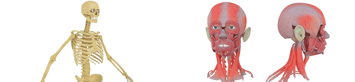 DOSCH 3D Human Anatomy V2