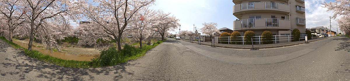 DOSCH HDRI Japan - Cherry Blossom