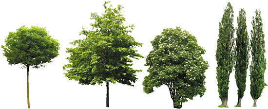 Dosch Design Dosch 2d Viz Images Trees Extended