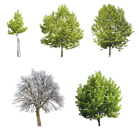 Dosch Design Dosch 2d Viz Images Trees V3